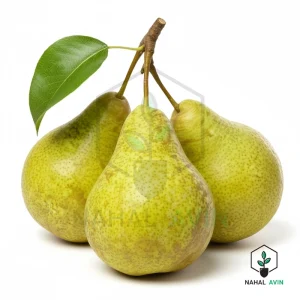 نهال گلابی سیبری