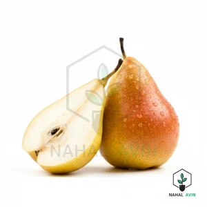 نهال گلابی شاه میوه