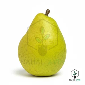 نهال گلابی مشو