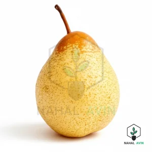 نهال گلابی ناشی