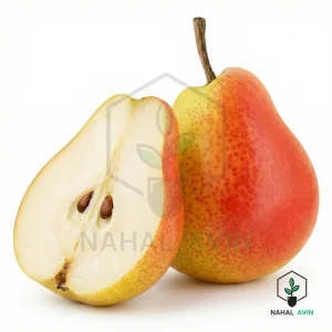 نهال گلابی نطنزی