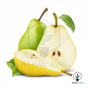 نهال گلابی ویلیام دوشیز