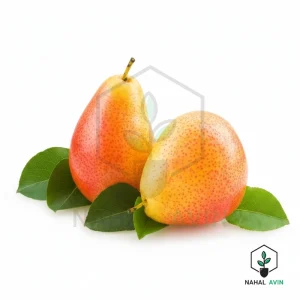 نهال گلابی پرتقالی