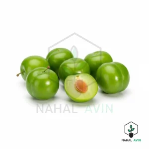 نهال گوجه سبز برغانی