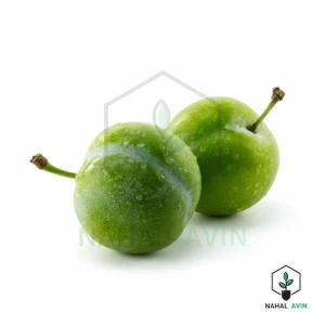 نهال گوجه سبز ترکیه