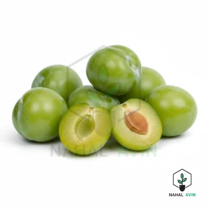 نهال گوجه سبز سردرودی