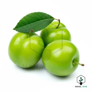 نهال گوجه سبز مراغه
