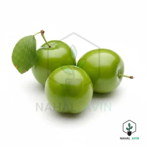 نهال گوجه سبز ملایر