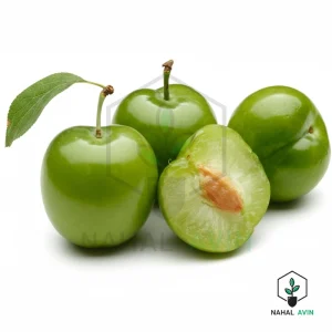 نهال گوجه سبز نخجوان