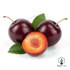 نهال گوجه قرمز