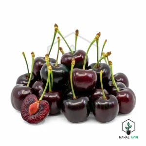نهال گیلاس تکدانه