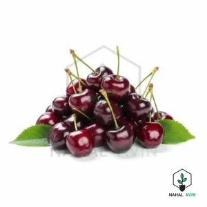 نهال گیلاس خوشه ای فرانسه