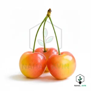 نهال گیلاس زرد ارومیه