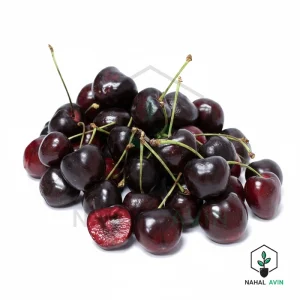 نهال گیلاس سیاه