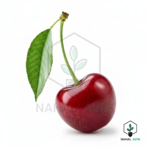 نهال گیلاس شیشه ای