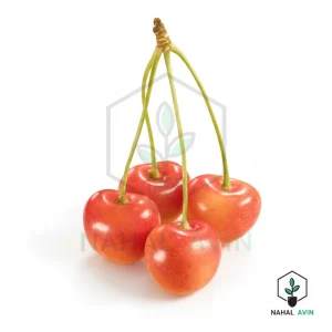 نهال گیلاس صورتی لواسان