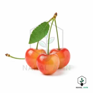 نهال گیلاس مارگارت