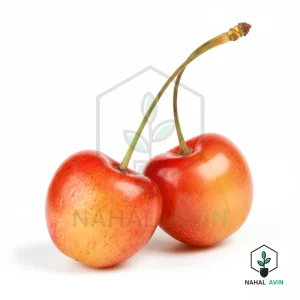 نهال گیلاس گلد