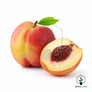 نهال هلو ردتاپ